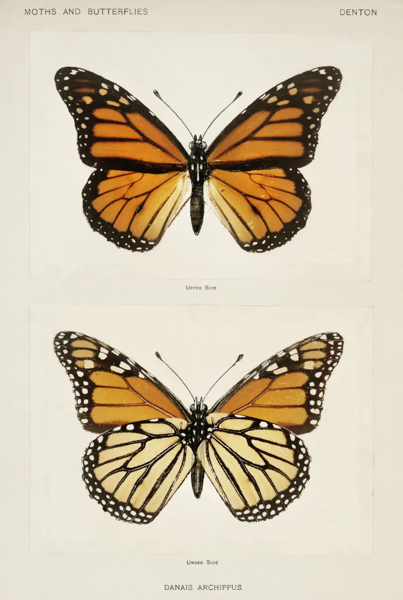 Monarch Butterfly (Danais Archippus) by Sherman F Denton